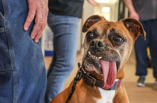 Rocky, a 9-year-old boxer, peers around at Kruger Animal Hospital in Bloomington before his tongue is measured for Guinness World Records.
Mandatory Credit:	The Pantagraph