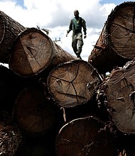 A representative from the Brazilian Institute for the Environment and Renewable Natural Resources (IBAMA) inspects a tree extracted from the Amazon rainforest, during an operation to combat deforestation.
Mandatory Credit:	Ueslei Marcelino/Reuters