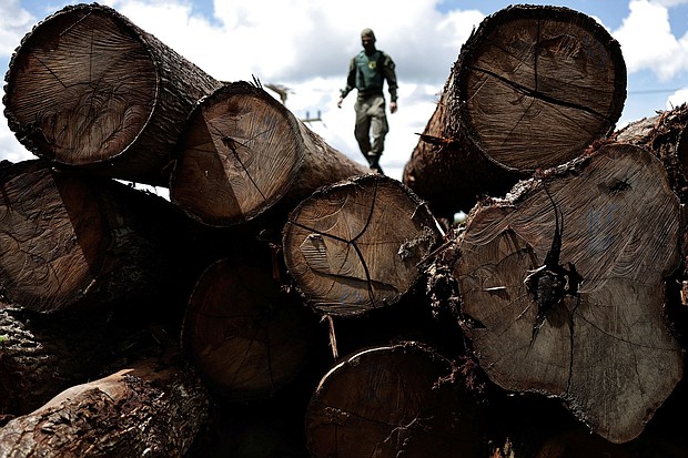 A representative from the Brazilian Institute for the Environment and Renewable Natural Resources (IBAMA) inspects a tree extracted from the Amazon rainforest, during an operation to combat deforestation.
Mandatory Credit:	Ueslei Marcelino/Reuters