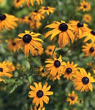 Black-eyed Susans