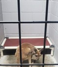 A wandering kangaroo in Kansas City is receiving care after being hit by a car on the interstate.
Mandatory Credit:	KMBC