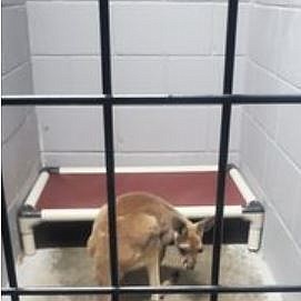 A wandering kangaroo in Kansas City is receiving care after being hit by a car on the interstate.
Mandatory Credit:	KMBC