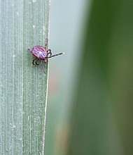 Lone star ticks can transmit a sugar called alpha-gal in their saliva that gives people an allergy to red meat.
Mandatory Credit:	BSIP/Universal Images Group via Getty Images/FILE