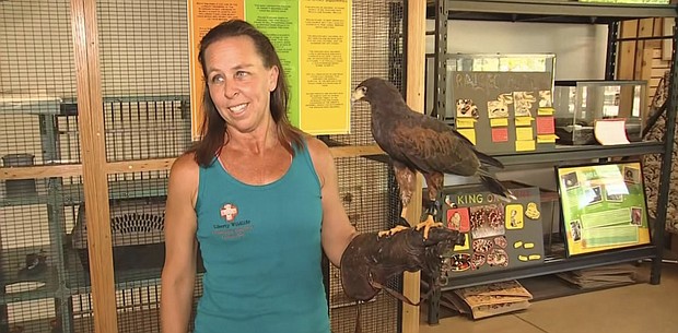 Liberty Wildlife sees about 10,000 animals per year but says it’s already treated around 8,000 this year, partly because of how hot it’s been.
Mandatory Credit:	KTVK/KPHO