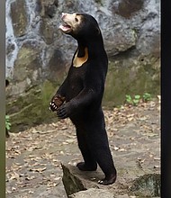 A standing sun bear
Mandatory Credit:	Courtesy Hangzhou zoo