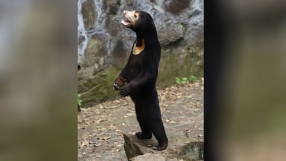 A zoo in eastern China has denied suggestions that some of its bears were people dressed in costume after videos …