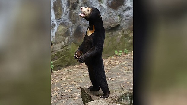 A standing sun bear
Mandatory Credit:	Courtesy Hangzhou zoo