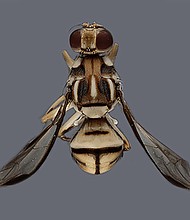 The adult Tau fruit fly is approximately 7 mm in length and is yellow with black markings.
Mandatory Credit:	Severyn Korneyev/CDFA