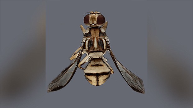 The adult Tau fruit fly is approximately 7 mm in length and is yellow with black markings.
Mandatory Credit:	Severyn Korneyev/CDFA