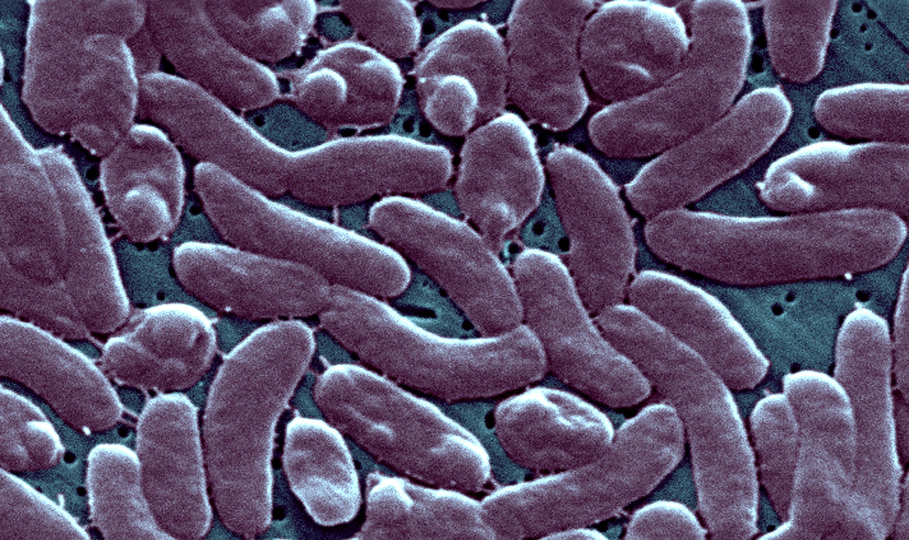 3 people have died after infection with rare flesh-eating bacteria in ...