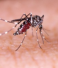 Dengue is spread mainly via the Aedes aegypti mosquito, which is also known to carry several other viruses such as yellow fever, chikungunya and Zika.
Mandatory Credit:	Shutterstock/AP