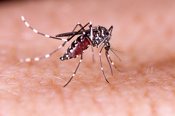 The Florida Department of Health placed two counties under a mosquito-borne illness alert as five cases of dengue have been …