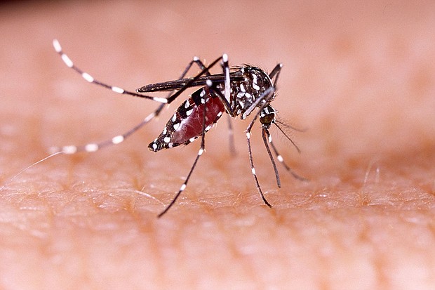 Dengue is spread mainly via the Aedes aegypti mosquito, which is also known to carry several other viruses such as yellow fever, chikungunya and Zika.
Mandatory Credit:	Shutterstock/AP