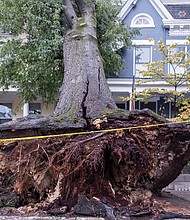 Fallen and uprooted trees left several areas of Richmond looking like a disaster area last week after fierce rain and windstorms hit the city Thursday, Sept. 7.
