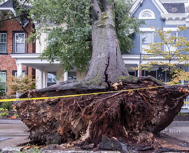 Fallen and uprooted trees left several areas of Richmond looking like a disaster area last week after fierce rain and windstorms hit the city Thursday, Sept. 7.