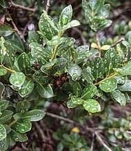 Rain-kissed leaves in Henrico County