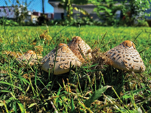 Mushrooms in Jackson Ward