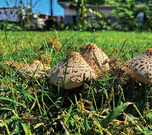 Mushrooms in Jackson Ward