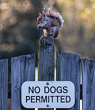 Oblivious to the sign below, a squirrel stops and centers itself for a meal in Richmond’s West End, perhaps while awaiting the start of the Richmond Flying Squirrels season opener just six months from now. Batter up!