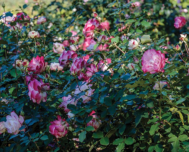 Bed of roses at Lewis Ginter Botanical Garden