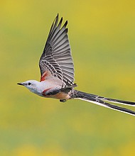 Grassland and savanna preservation protects the habitat of the scissor-tailed flycatcher. Photo courtesy of Greg Lavaty.