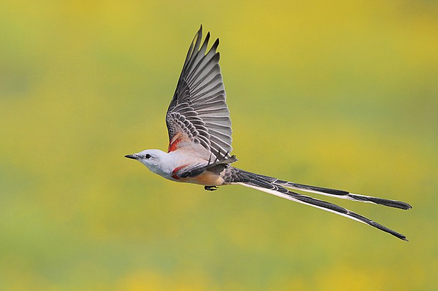 Grassland and savanna preservation protects the habitat of the scissor-tailed flycatcher. Photo courtesy of Greg Lavaty.