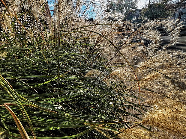 Ornamental grass in The Fan