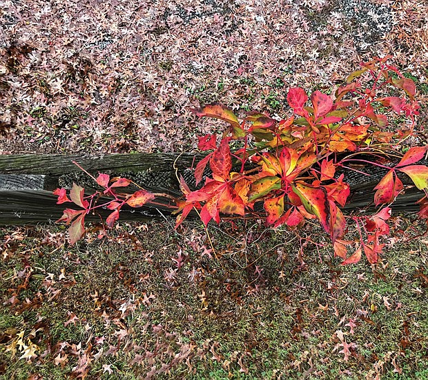 Fallen foliage in the West End