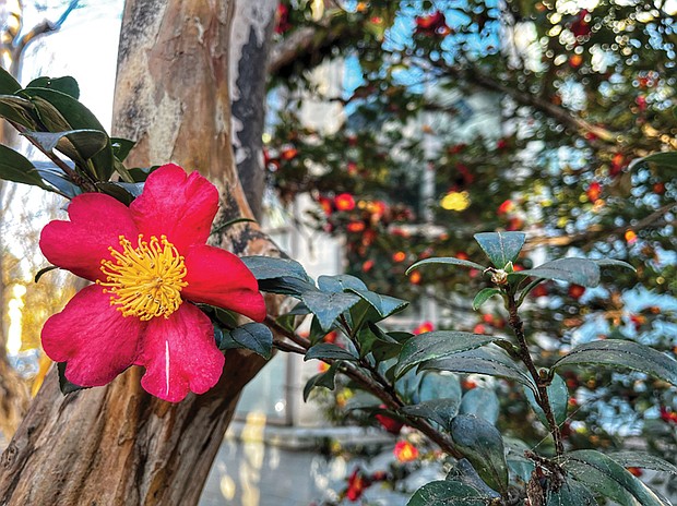 Museum District’s vibrant blooms