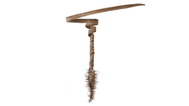 This seed carrier could help reforest the most remote areas
Caption:	The seed carrier is made from treated white oak wood.
Mandatory Credit:	Morphing Matter Lab
Dateline:	File
Restriction:	**This image is for use with this specific article only**