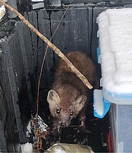 A Pine marten caught in a trap was given life-saving CPR, then returned to the wild in northern Minnesota.
Mandatory Credit:	MINNESOTA DNR/WCCO