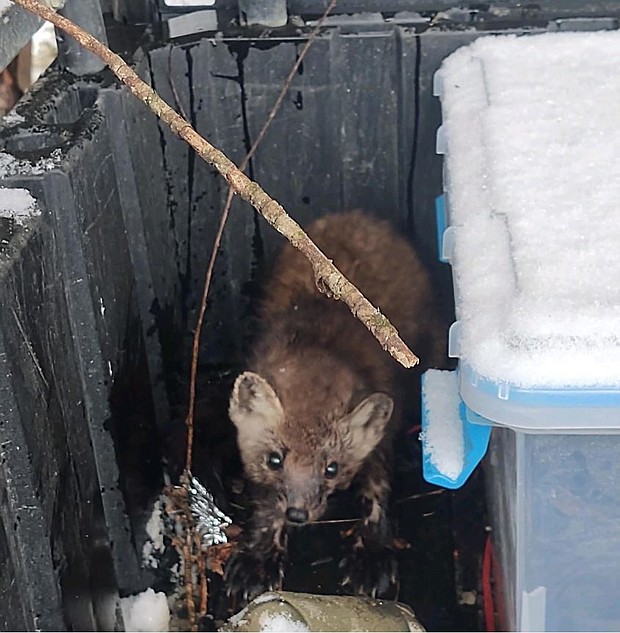 A Pine marten caught in a trap was given life-saving CPR, then returned to the wild in northern Minnesota.
Mandatory Credit:	MINNESOTA DNR/WCCO