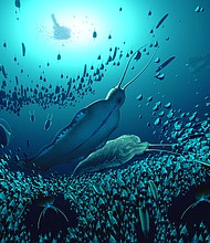 An artist's illustration shows giant predator worms swimming in an ancient sea.
Mandatory Credit:	Artwork by Bob Nicholls/@BobNichollsArt