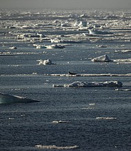 A seal near Svalbard, in the Arctic Ocean in Norway on July 18, 2022. Environmental groups warn that Norway's decision to push ahead with deep sea mining presents a threat to marine life in this region.
Mandatory Credit:	Sebnem Coskun/Anadolu Agency/Getty Images/File