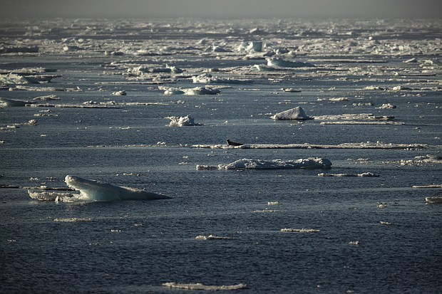 A seal near Svalbard, in the Arctic Ocean in Norway on July 18, 2022. Environmental groups warn that Norway's decision to push ahead with deep sea mining presents a threat to marine life in this region.
Mandatory Credit:	Sebnem Coskun/Anadolu Agency/Getty Images/File