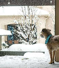 Older pets need extra protection — both inside and outdoors while taking walks in the snow and ice, experts say.
Mandatory Credit:	Lisa Salzman/Moment RF/Getty Images