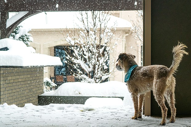 Older pets need extra protection — both inside and outdoors while taking walks in the snow and ice, experts say.
Mandatory Credit:	Lisa Salzman/Moment RF/Getty Images