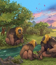 Shown here is an artist's impression of a group of G. blacki within a forest in southern China.
Mandatory Credit:	Garcia/Joannes-Boyau/Southern Cross University