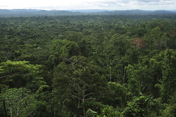 Archaeologists working deep in the Amazon rainforest have discovered an extensive network of cities dating back 2,500 years.