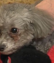 When bitterly cold temperatures and snow move in, it's important pet owners take steps to keep their animals safe.
Mandatory Credit:	KYW