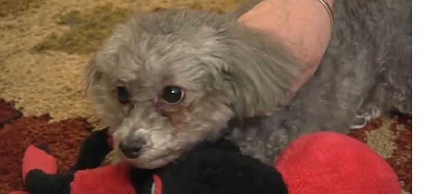 When bitterly cold temperatures and snow move in, it's important pet owners take steps to keep their animals safe.
Mandatory Credit:	KYW