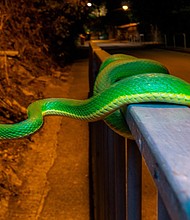 Despite being one of the most densely populated places in the world, Hong Kong is a diverse home to over 1,000 animal species.
Mandatory Credit:	Lawrence Hylton
