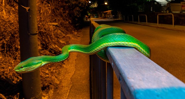 Despite being one of the most densely populated places in the world, Hong Kong is a diverse home to over 1,000 animal species.
Mandatory Credit:	Lawrence Hylton