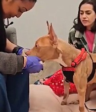 Mixed breed canine, Pearl. is getting some much-needed care after it was found abandoned and tied up to a fence by its owners. Fortunately, some animal lovers came to the rescue.
Mandatory Credit:	WSVN