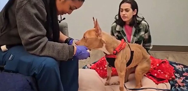 Mixed breed canine, Pearl. is getting some much-needed care after it was found abandoned and tied up to a fence by its owners. Fortunately, some animal lovers came to the rescue.
Mandatory Credit:	WSVN