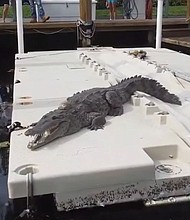 The Florida Fish and Wildlife Conservation Commission decided to leave a crocodile found sunbathing at condo complex in Fort Lauderdale.
Mandatory Credit:	WSVN