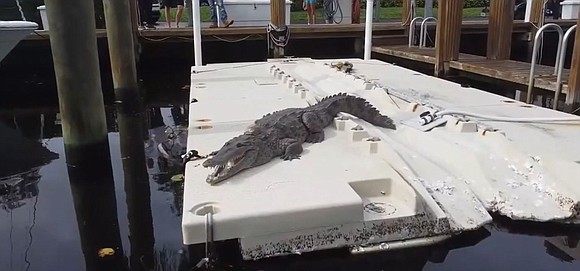 A comfy crocodile that was found on a dock is staying put for the time being.