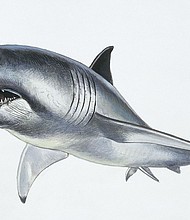 Previous megalodon reconstructions, such as this one, were based on the proportions of the modern great white shark.
Mandatory Credit:	DeAgostini/Getty Images