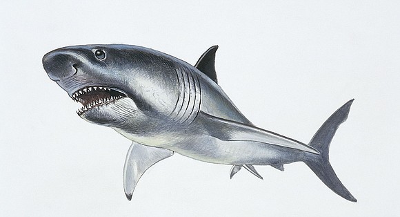 Megalodons, the huge prehistoric sharks depicted in movies such as “The Meg,” had more slender bodies than was previously thought, …