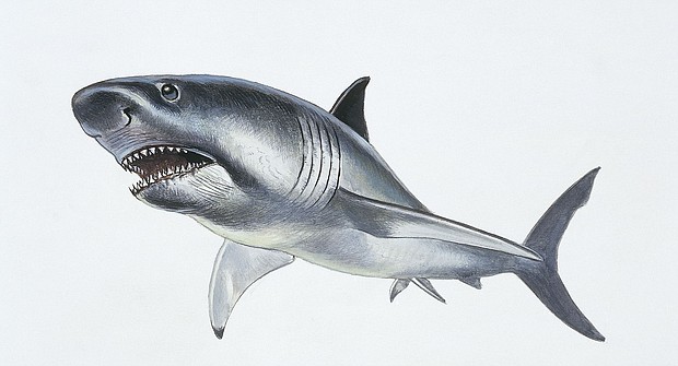 Previous megalodon reconstructions, such as this one, were based on the proportions of the modern great white shark.
Mandatory Credit:	DeAgostini/Getty Images